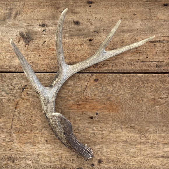 Decorative Antler - Picture 9 of 13